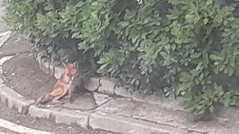 London Fox!