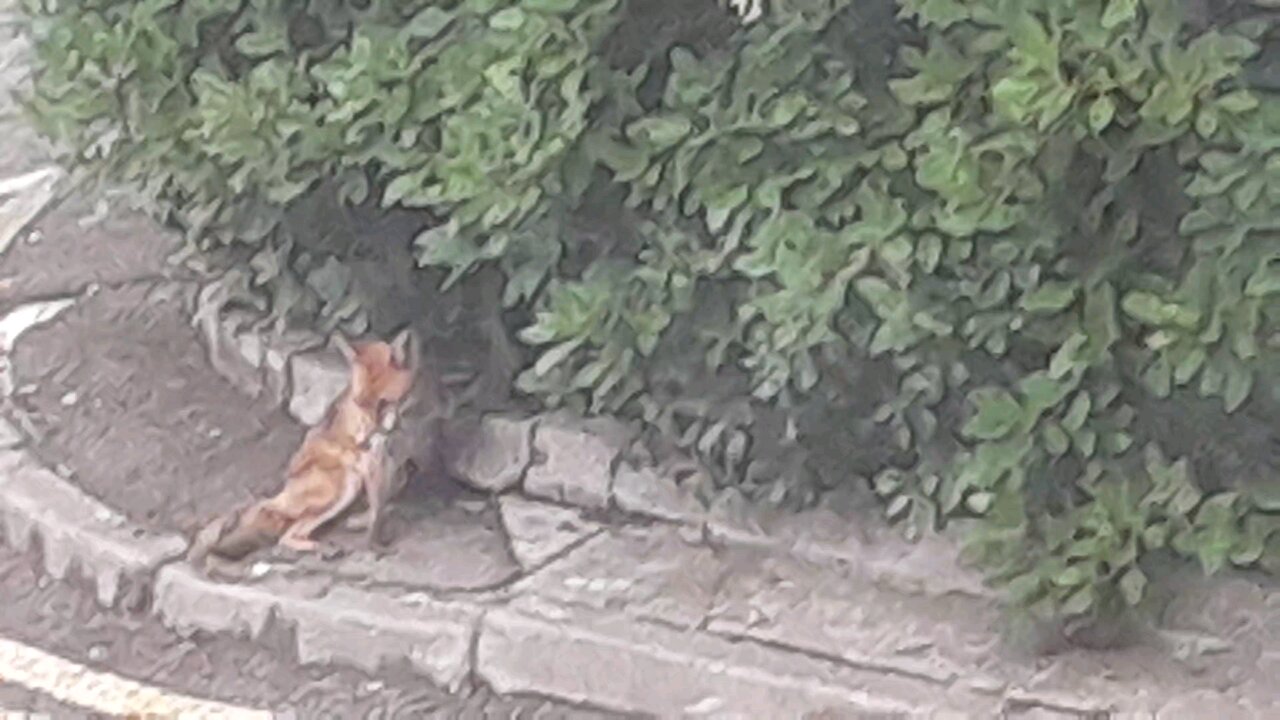 London Fox!