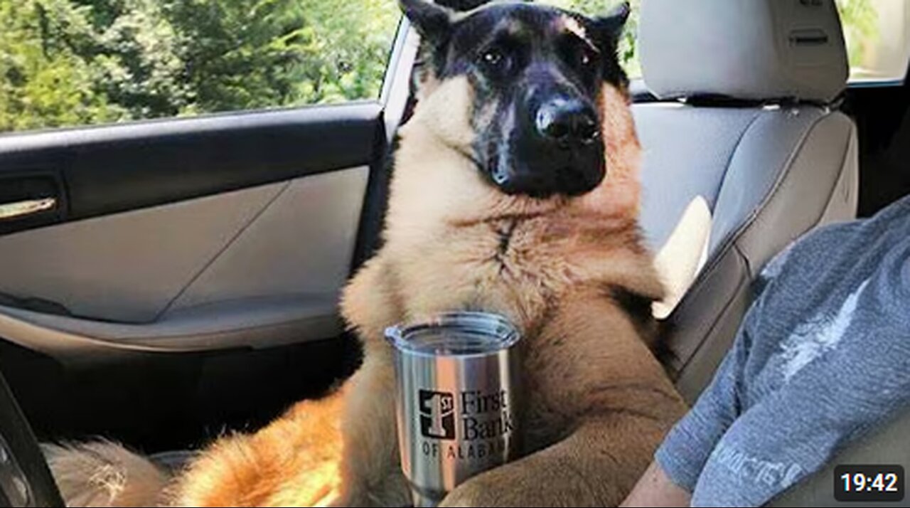 When your German Shepherd forgets He's a Police DOG😂