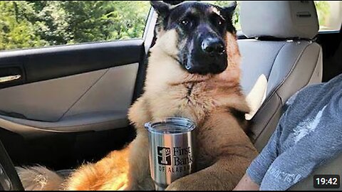 When your German Shepherd forgets He's a Police DOG😂