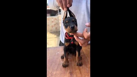 dog🐶