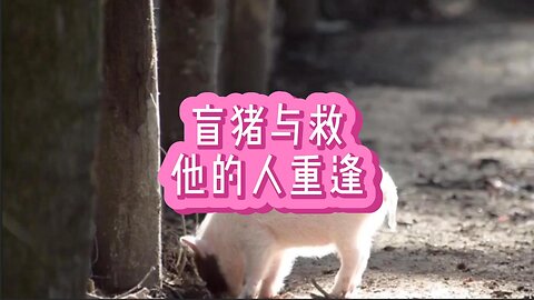 盲猪与救他的人重逢