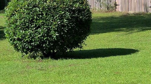 Squirrels & Thrashers !!