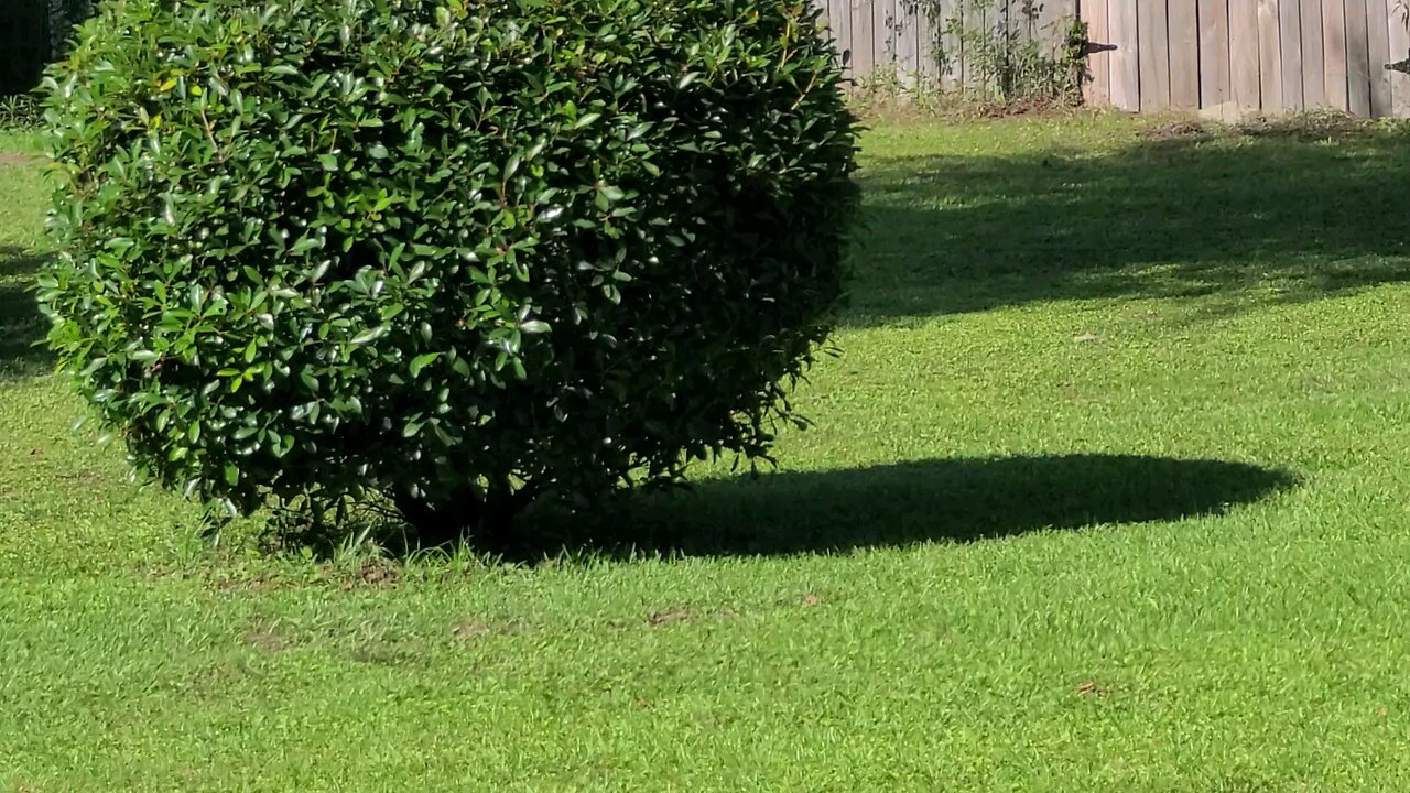 Squirrels & Thrashers !!