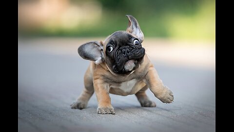 Cutest Puppies Ever Caught on Camera — Try Not to Smile! 😍📸
