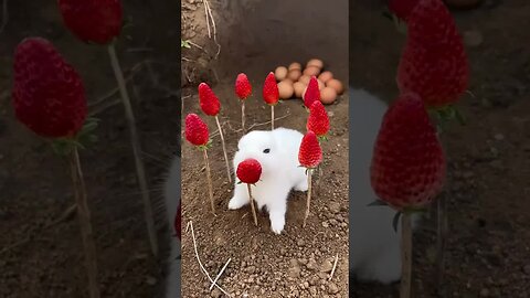 The little rabbit is surrounded by strawberries. Cute little pets in the countryside. Rabbit. Cu
