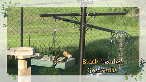Black-headed Grosbeaks