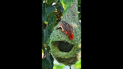 A bird is building a house.
