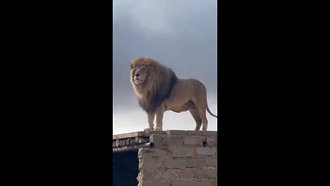 The real king of the jungle 🦁