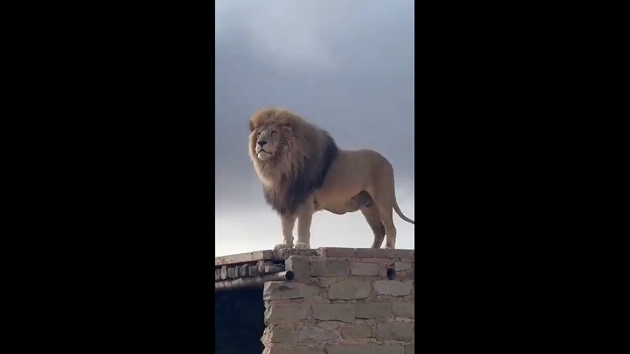 The real king of the jungle 🦁