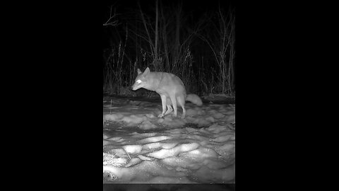 Deer Cam Coyotes Showing Me What They Think Of My Trail Cam Marking Territory Game Cam