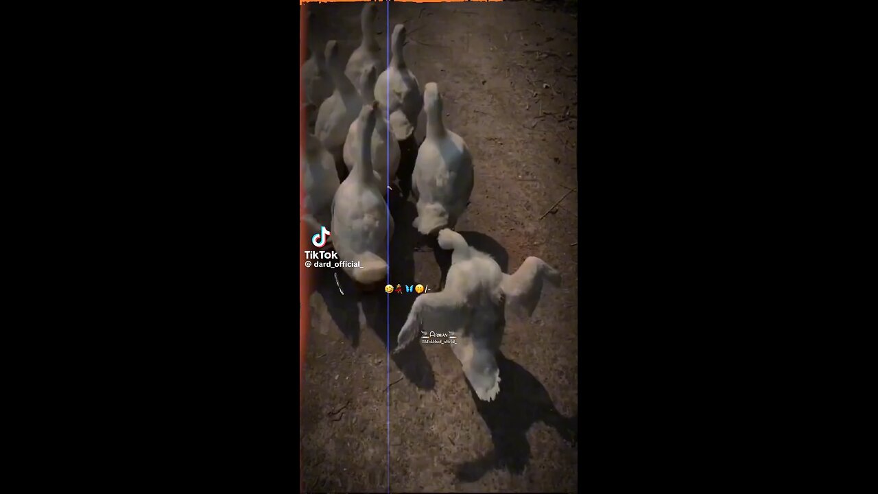 duck dance