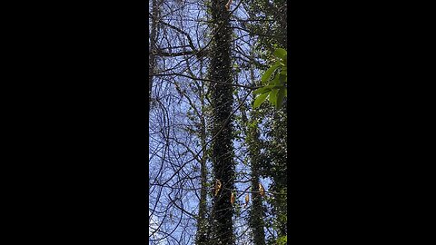 Honey Bees Swarming