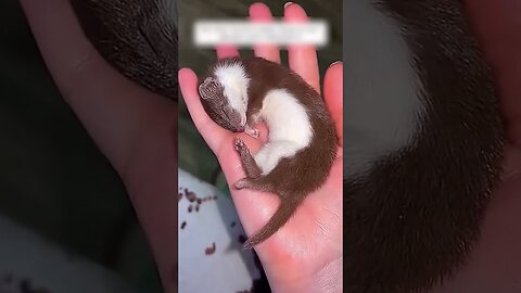 The dog brought home an unusual friend who stayed with him