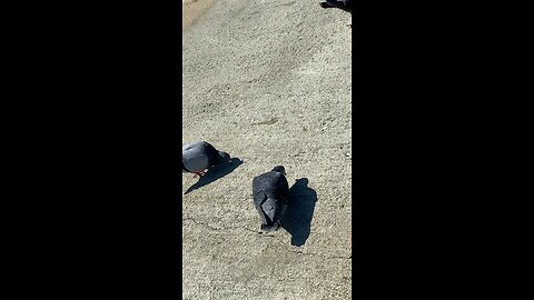 Pigeon #pigeon #pigeons #followme #trending #viral #shorts