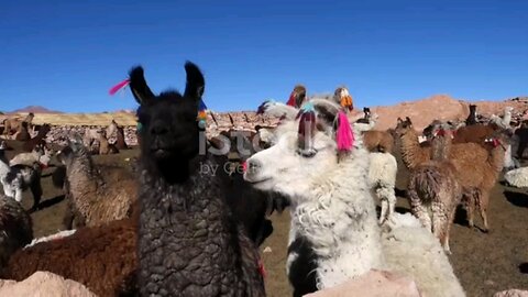 let's Discover Peru...