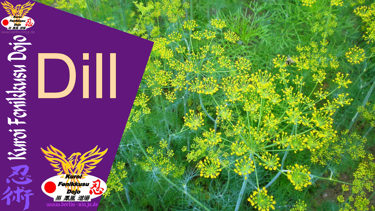 085 - Dill