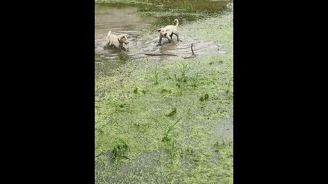 "Dogs vs Snake: A Brave Attempt"