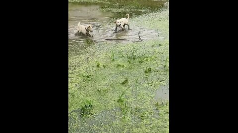 "Dogs vs Snake: A Brave Attempt"