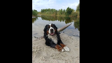 "Dog Extreme: Acrobatics in the Sand"