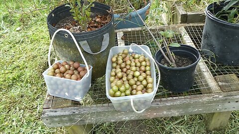 Grapes