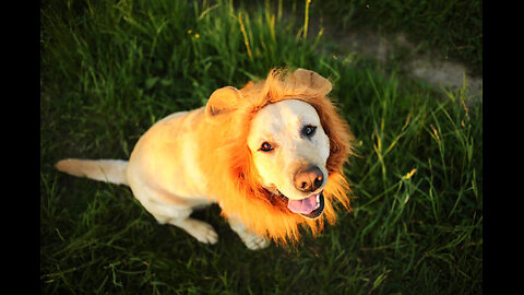 Lion Prank With Dog 🦁🐕 #viral # animals