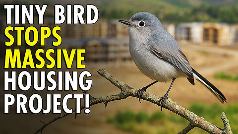Massive California Mixed-Use Development Held-up by Liberals Defending Coastal Gnatcatcher Bird