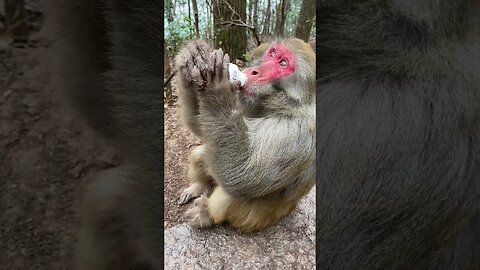 Drink well, monkey