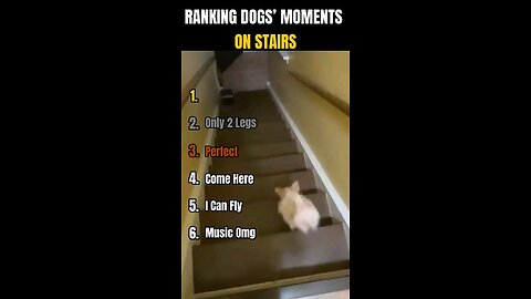 Ranking best dogs' moments on stairs🤣