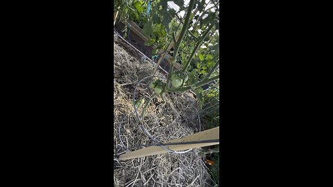 Updated garden tour June 25