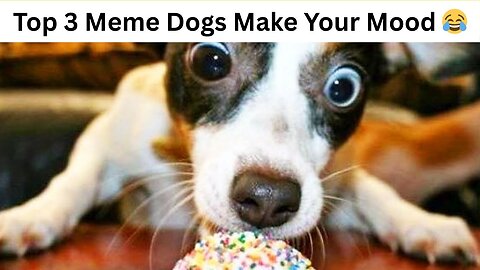 Top 3 Meme Dogs Make Your Mood 🕊️😔