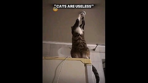 Cats are professional