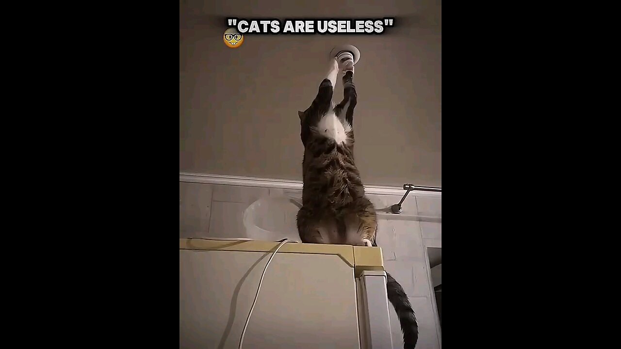 Cats are professional