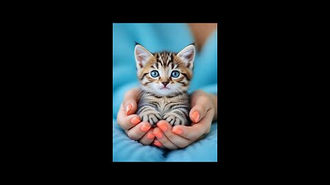 Cute kitten