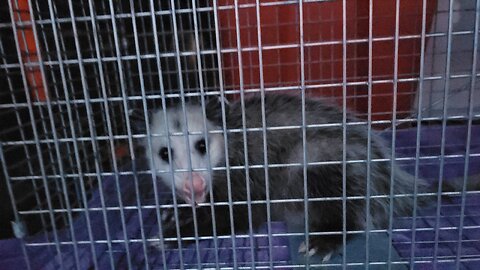 CATCH OF THE DAY: POSSUM CATCH AND RELEASE