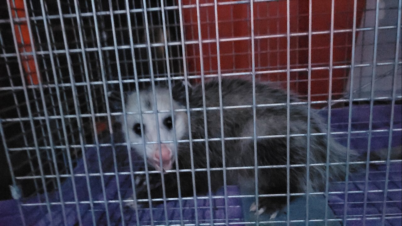 CATCH OF THE DAY: POSSUM CATCH AND RELEASE