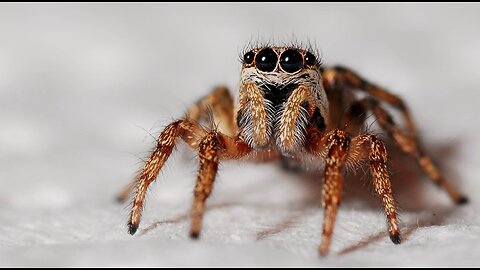 Did You Know Spiders Can Regrow Their Legs? 🕷️🤯