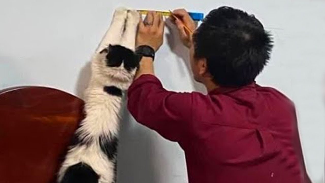 Life is not complete without Cat Cute ways cats show their love for owner