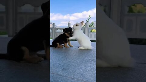 A happy little rabbit, cute pet debut plan, rabbit, rural cute pet