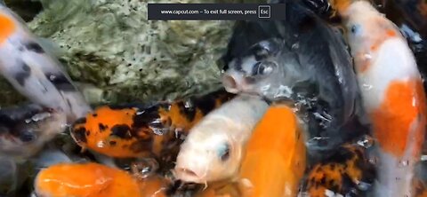 Should fish be kept in goldfish bowls without filters or temperature control
