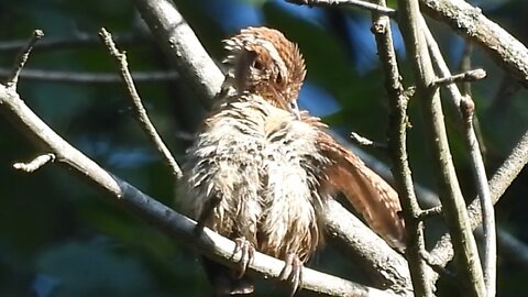 Sleepy Immature Carolina Wren early Morning Preening