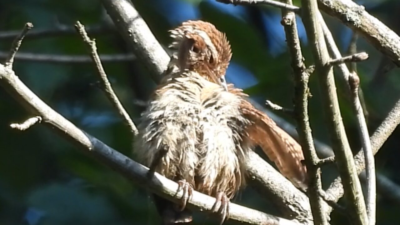 Sleepy Immature Carolina Wren early Morning Preening