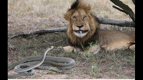 LION Bitten by SNAKE 🐍