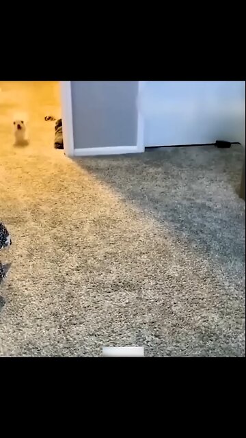 Funny Animal Videos Of The Day