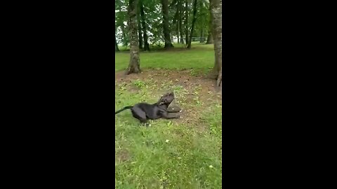 Wild & Wacky: Animal Shenanigans Unleashed!