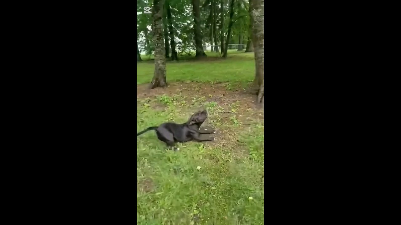 Wild & Wacky: Animal Shenanigans Unleashed!
