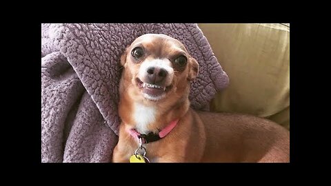 SMALL DOGS can be CUTE & FUNNY little devils