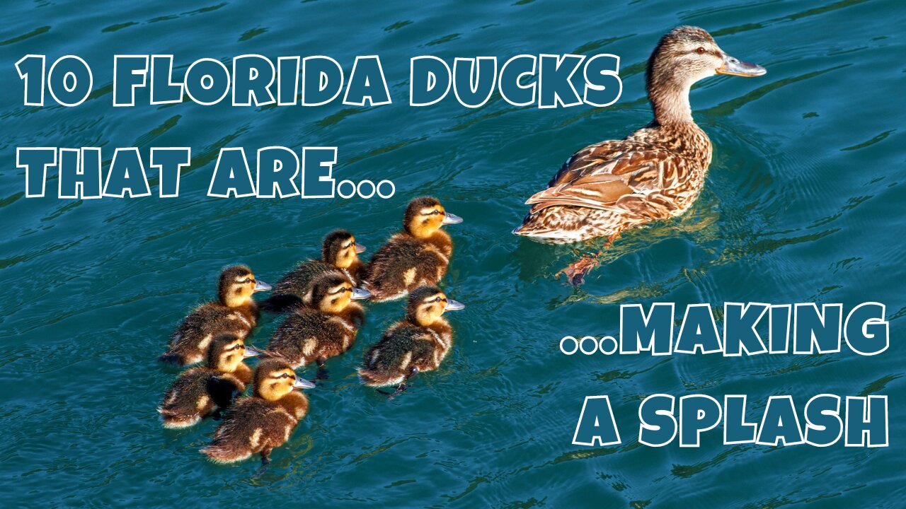 10 Florida Ducks That Are Making a Splash! 🦆🦆
