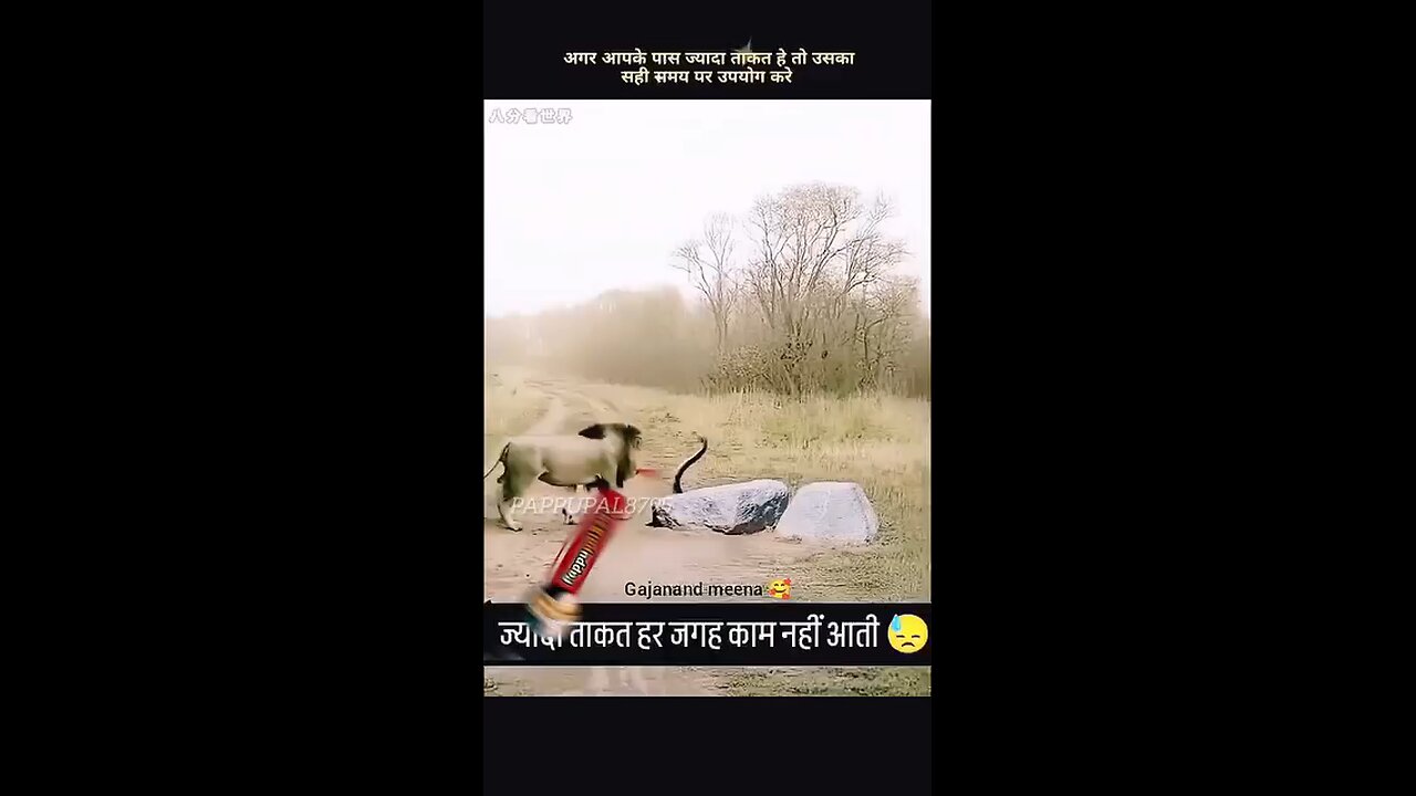 कोब्रा आणि सिंह