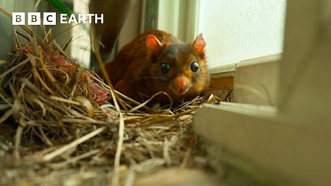 Sneaky 'Squirrel Rick' Escapes Filming | The Making of Asia | BBC Earth